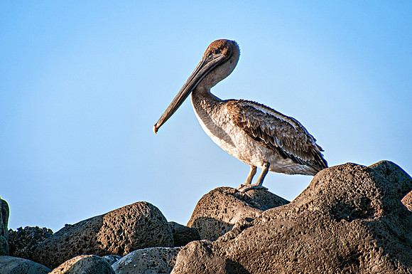 Tuneles Island