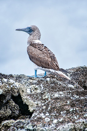 Tuneles Island