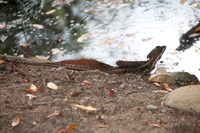 Basiliscus