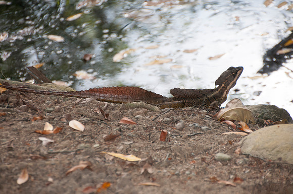 Basiliscus