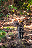 Young female Ocelot