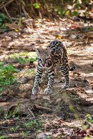 Pouncing Ocelot