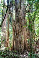 Strangler Fig