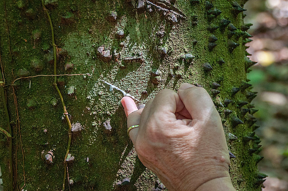 Tasting the sap from a Milk and Honey Tree
