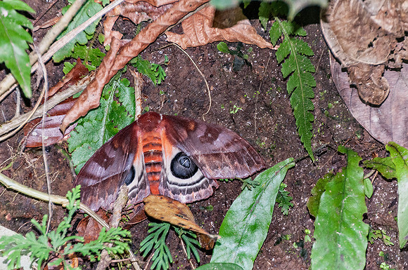 Antheraea Moth