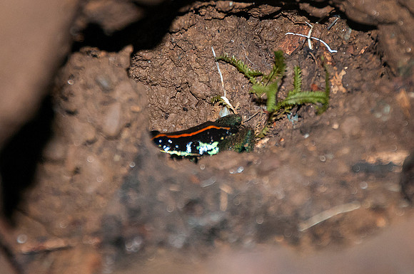 Poison Dart Frog