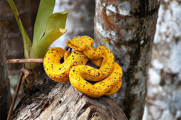 Yellow Eyelash Viper