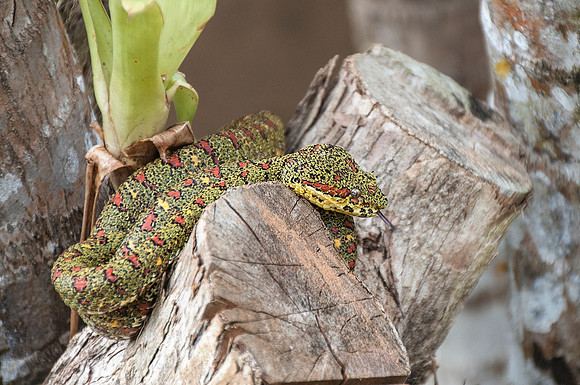 Green Eyelash Viper