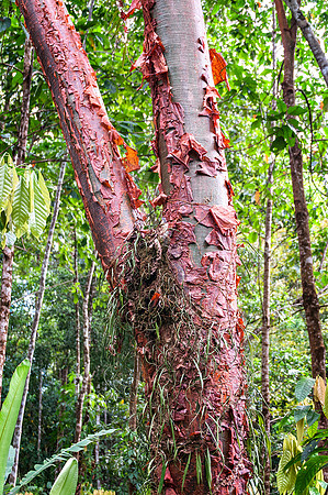"Tourist Tree"