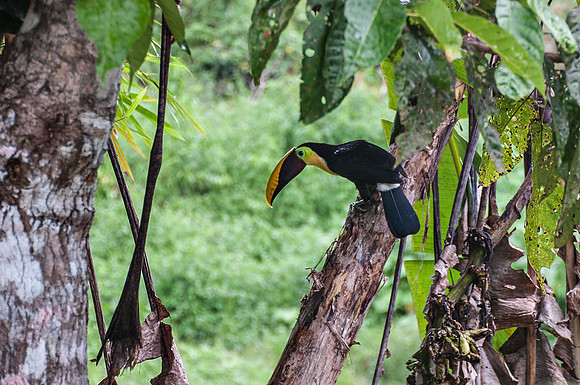 Toucan
