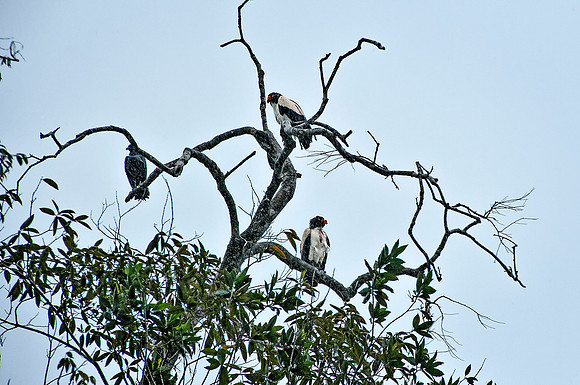 King Vultures