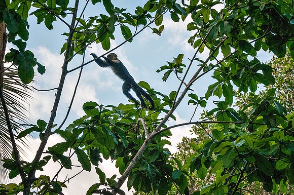 Leaping monkey