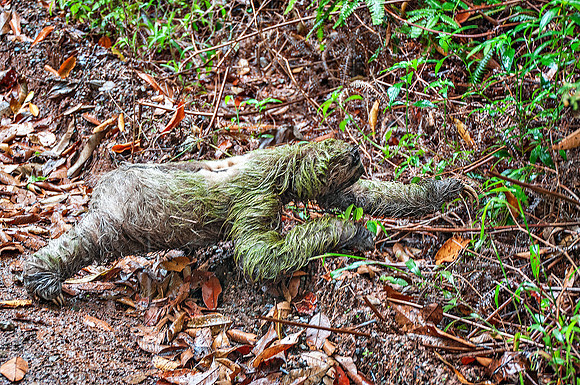Three-Toed Sloth