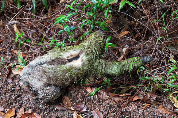 Another view of Three-Toed Sloth