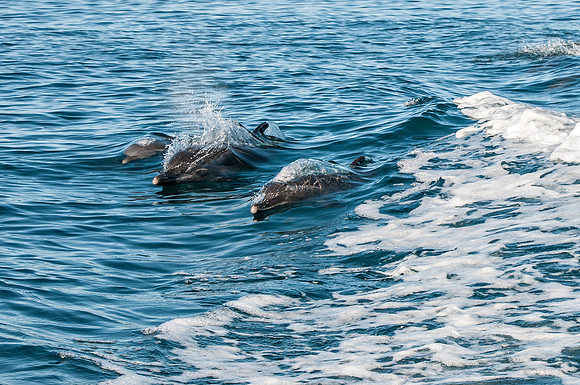 Dolphins