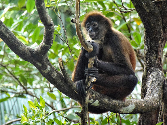 Spider Monkey