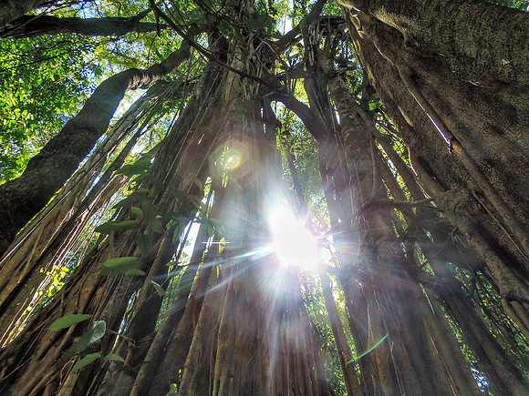 Another view of the Strangler Fig