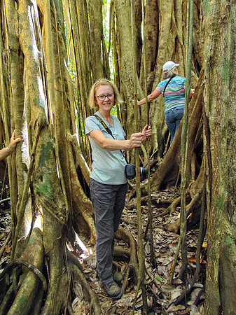 Strangler Fig from the inside