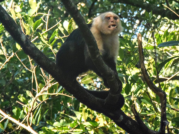 Angry-looking White-Faced Capuchin Monkey