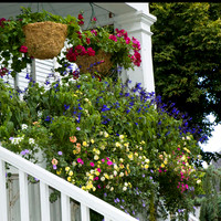 Flowers and Gardens