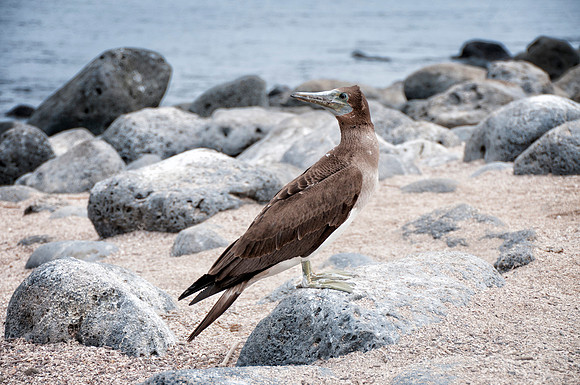 San Cristobal Island